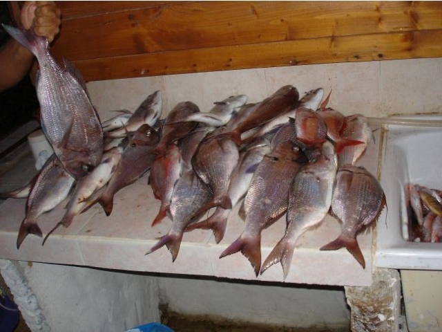  Ricas salidas de pesca 